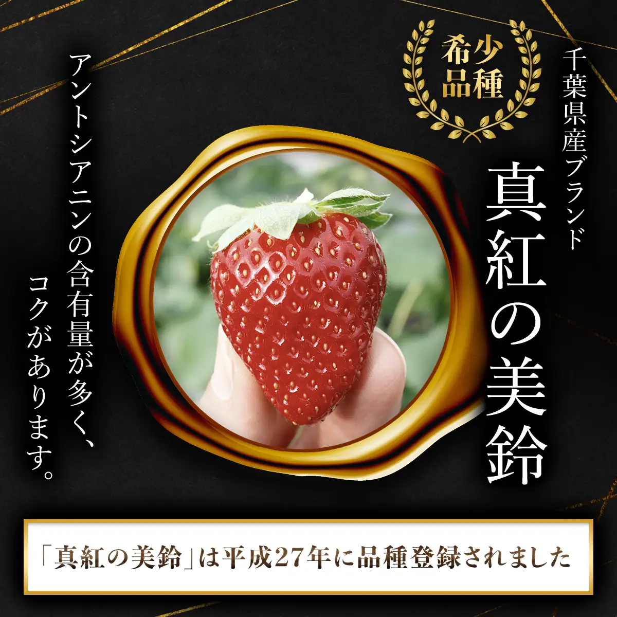 【先行予約】【2026年12月中旬より順次発送】希少品種 黒いちご 真紅の美鈴 2L36粒入り SMAN001