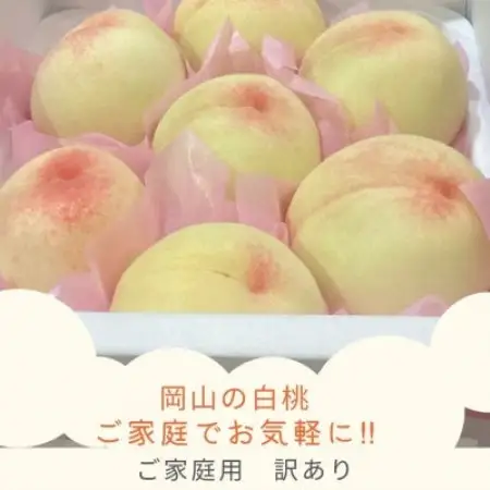 【2027年発送】ご家庭用 訳あり 岡山県産岡山白桃7-9玉(計1.5kg以上)【配送不可地域：離島】【1772250】