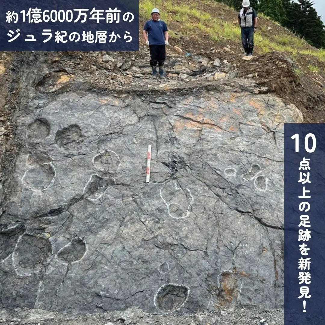 【返礼品なし】南相馬恐竜発掘プロジェクト応援寄付 3000円 | 恐竜 足跡 化石