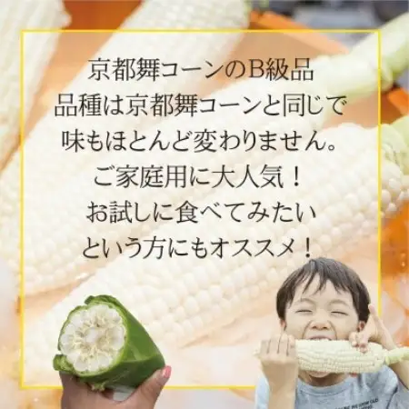 【先行受付】ロックファーム京都　しこみちゃん　京都舞コーンのB級品(ホワイトコーン)白いトウモロコシ【配送不可地域：離島・北海道・沖縄県・東北】【1786844】