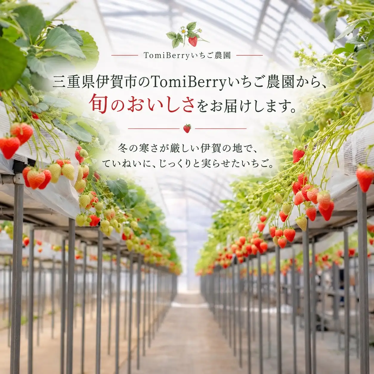 【朝摘み完熟】TomiBerryの旬いちご 2パック｜10品種から旬のいちごをお届け（2027年1月上旬から順次発送～5月発送予定）【tmbr0001】