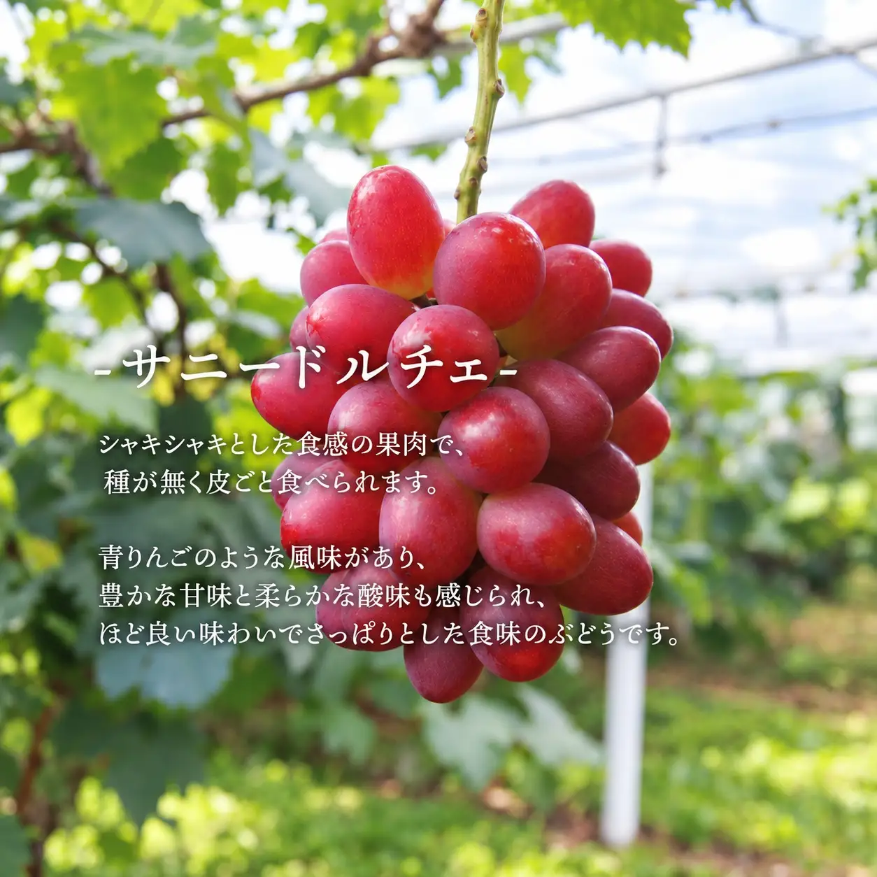シャインマスカット＆希少品種のサニードルチェ 3-5房 計2.0kg～ (岡山県産) 【KF-B028-02】