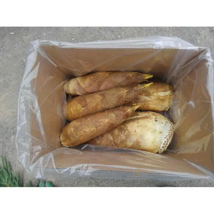 【筍 専門店】※2027年4月中旬～発送※ 京の伝統野菜京たけのこ4kg(塚原たけのこ)国産 人気 おすすめ