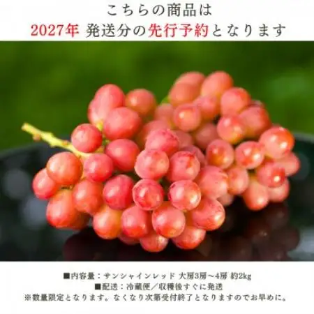 【2027年発送 先行受付】希少サンシャインレッド 3房～4房 約2kg【配送不可地域：離島】【2000605】