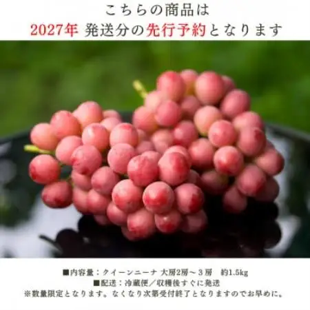 【2027年発送 先行受付】希少クイーンニーナ 2房～3房 約1.5kg【配送不可地域：離島】【2000608】