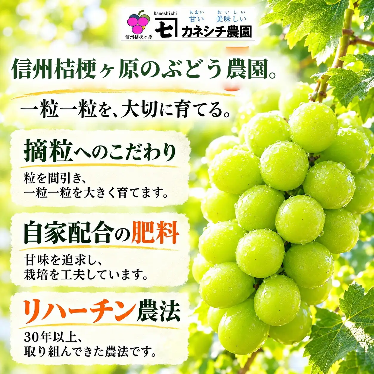 シャイン3kg 信州塩尻産 リハーチン農法 大粒シャインマスカット 約3kg（5～6房）