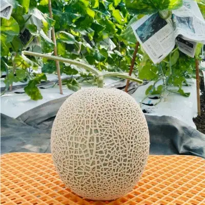 ＜2026年12月より順次発送＞カツジファームのメロンL2玉(専用箱入り)