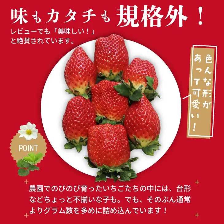 【先行予約】令和9年1月中旬ごろより出荷開始予定 不揃い粒の いちごさん 960g（240g×4P）江島農園 B120-102