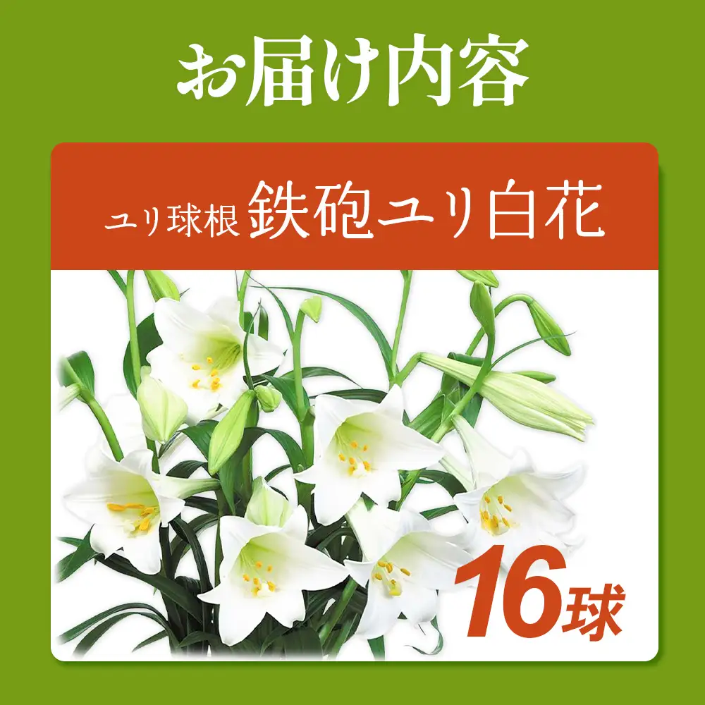 【期間限定】ユリ球根 鉄砲ユリ球根白花 16球 白花品種 花 フラワー 園芸 ガーデニング 植物 高品質 送料無料