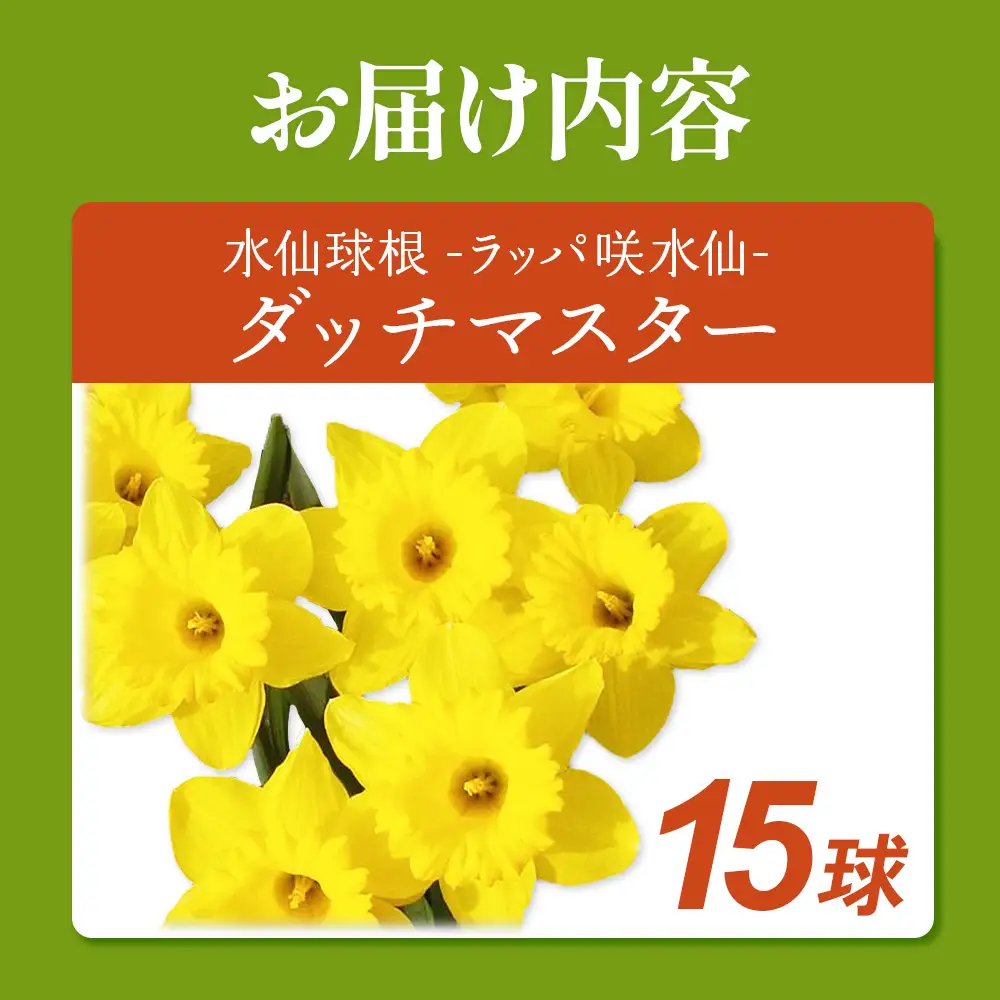 【期間限定】ラッパ咲水仙　ダッチマスター　15球  花 フラワー 園芸 ガーデニング 植物 高品質 送料無料