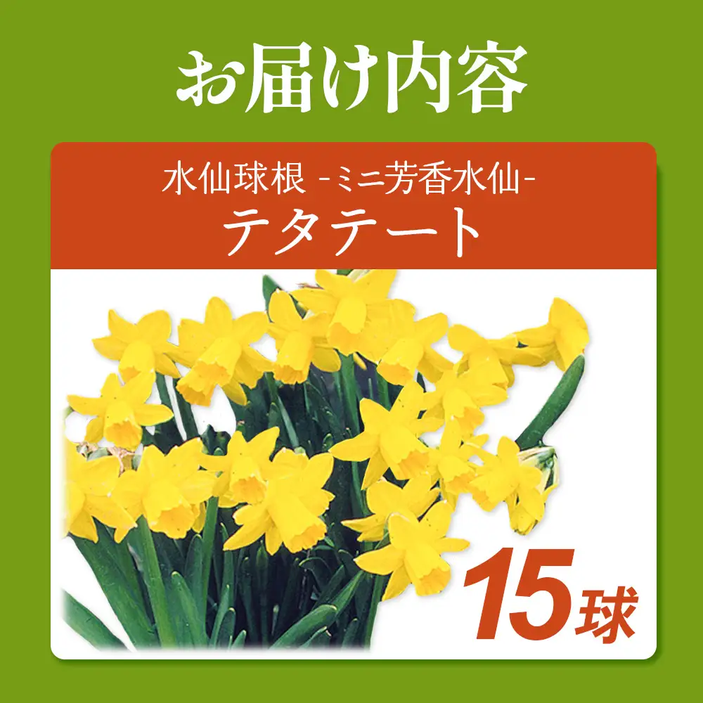 【期間限定】ミニ芳香水仙 テタテート 15球  花 フラワー 園芸 ガーデニング 植物 高品質 送料無料