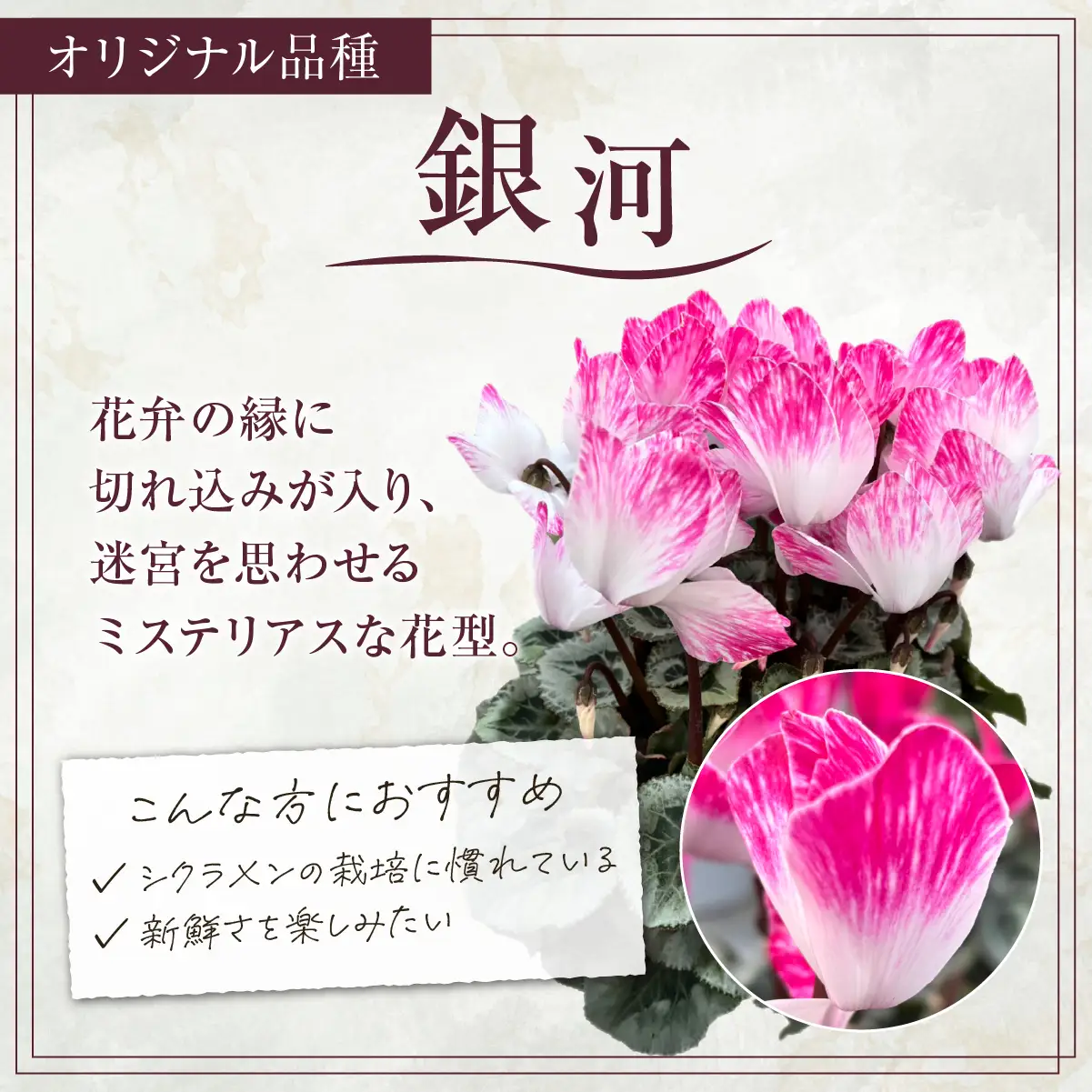 シクラメン 銀河 6寸（6号）鉢植え 花