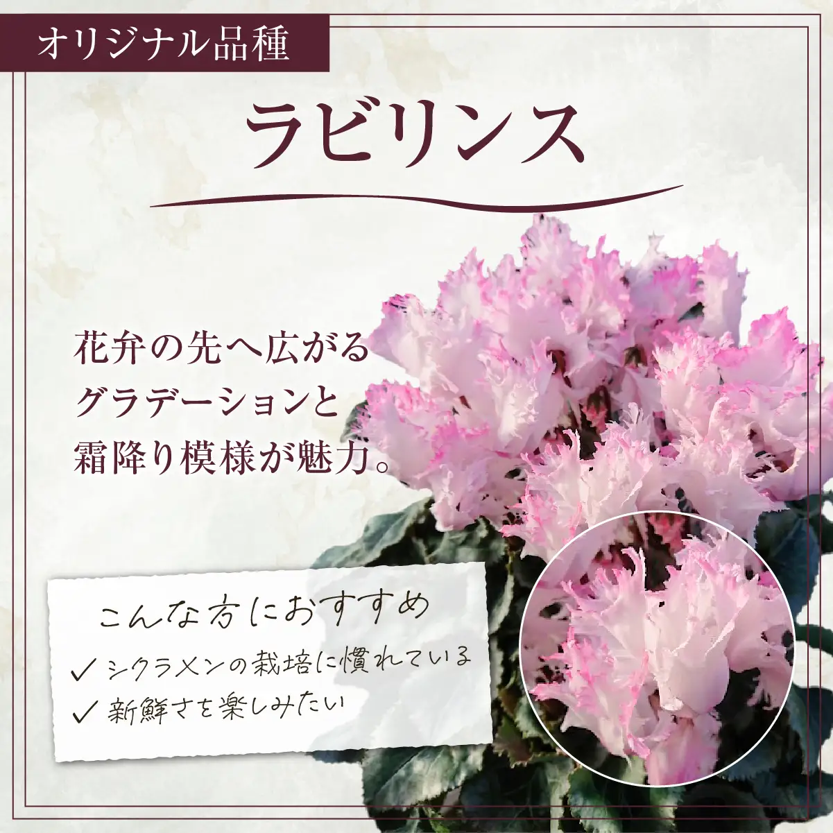 シクラメン ラビリンス 6寸（6号）鉢植え 花