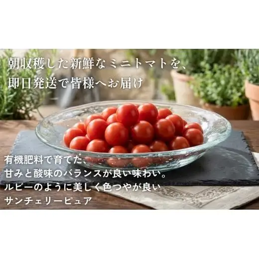 まごころ ミニトマト の宝石箱 1.7kg（約80～110玉）サンチェリーピュア