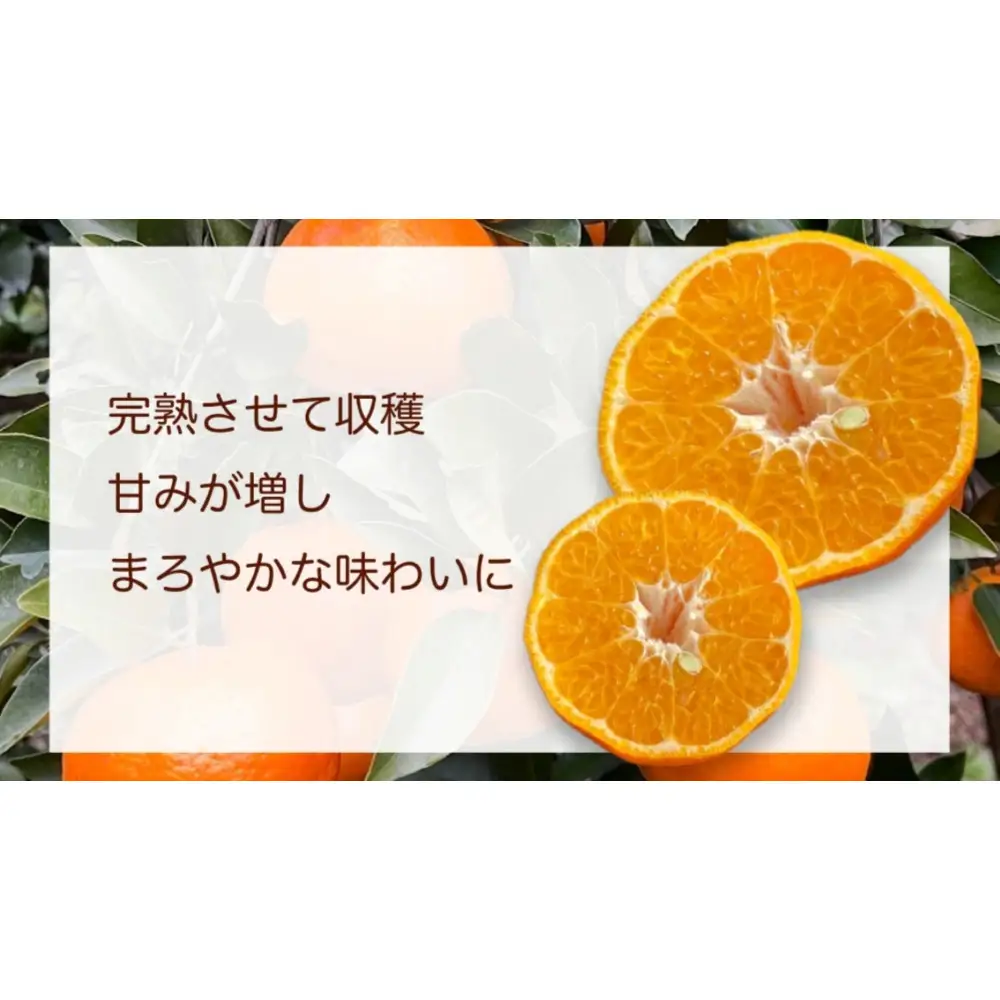 【相良パーティ】屋久島産 完熟ぽんかん 約5kg【M,Lサイズ】
