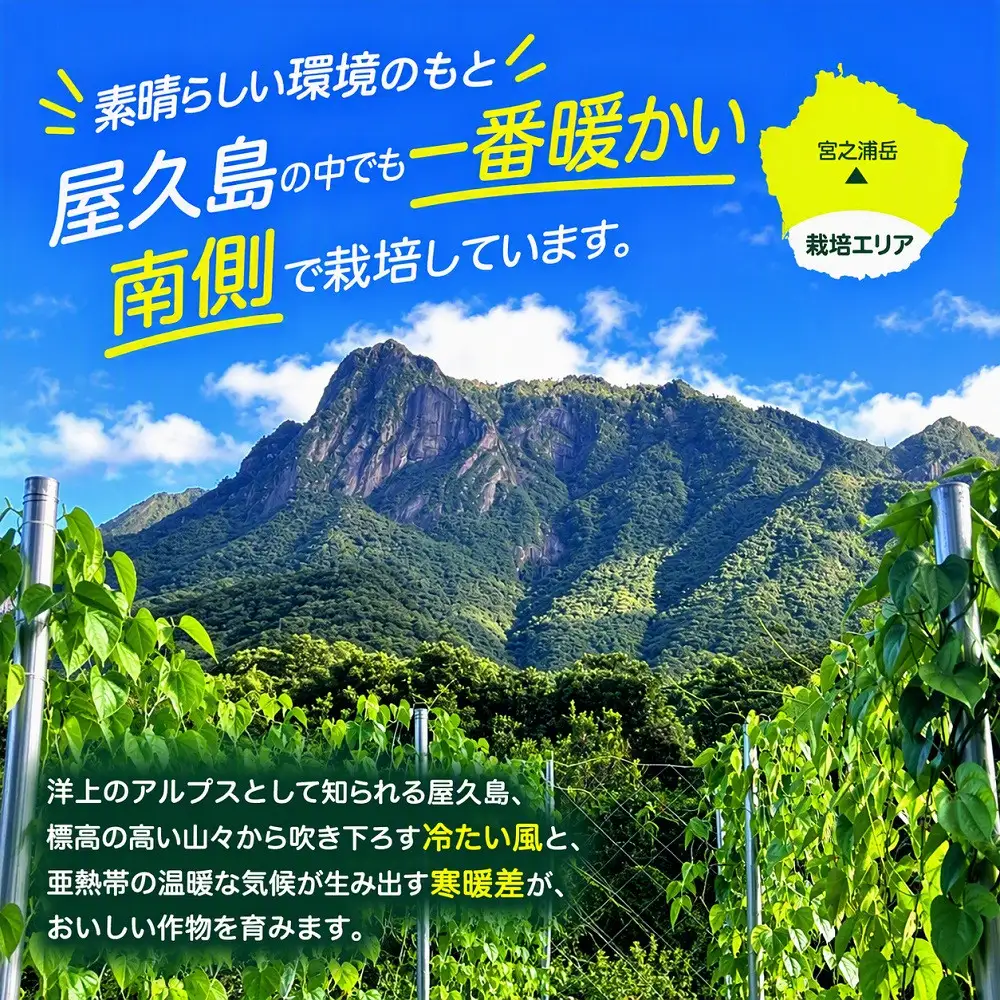 【相良パーティ】屋久島産自然薯600g【2026年12月下旬以降発送】