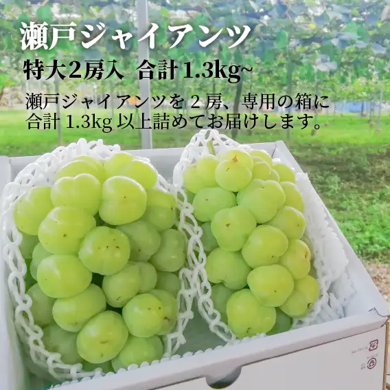 岡山県産 瀬戸ジャイアンツ 特選品 特大2房 約1.3kg～ 【KF-B050-01】