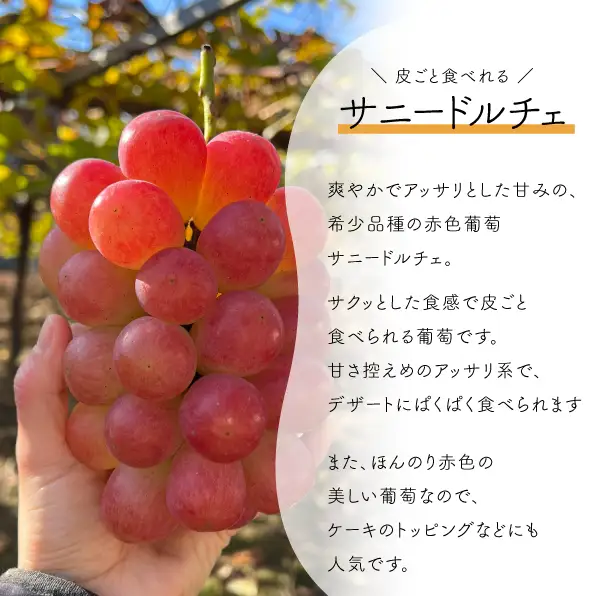 希少品種 サニードルチェ お試し １房 500g～ 【KF-B051-02】