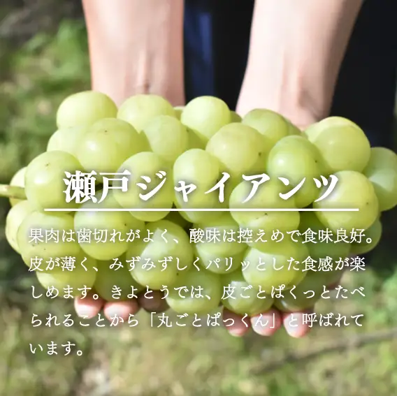  岡山県産 数量限定 瀬戸ジャイアンツ 大3-5房 計2.4kg～ 【KF-B057-01】