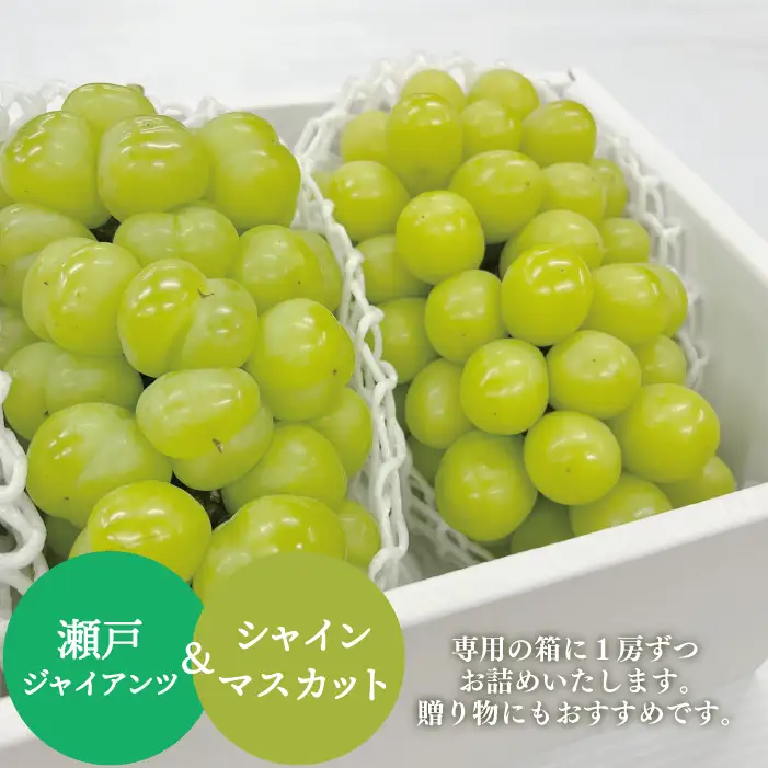 特選品 瀬戸ジャイアンツ＆シャインマスカット 特大2房入 【KF-B079-01】