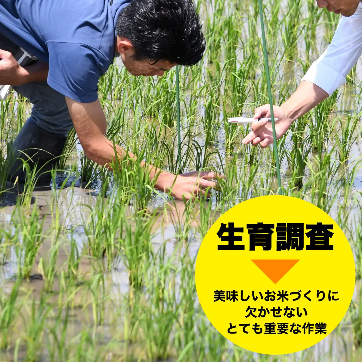 【6か月定期便】令和8年産 佐渡産 新之助 精米5kg