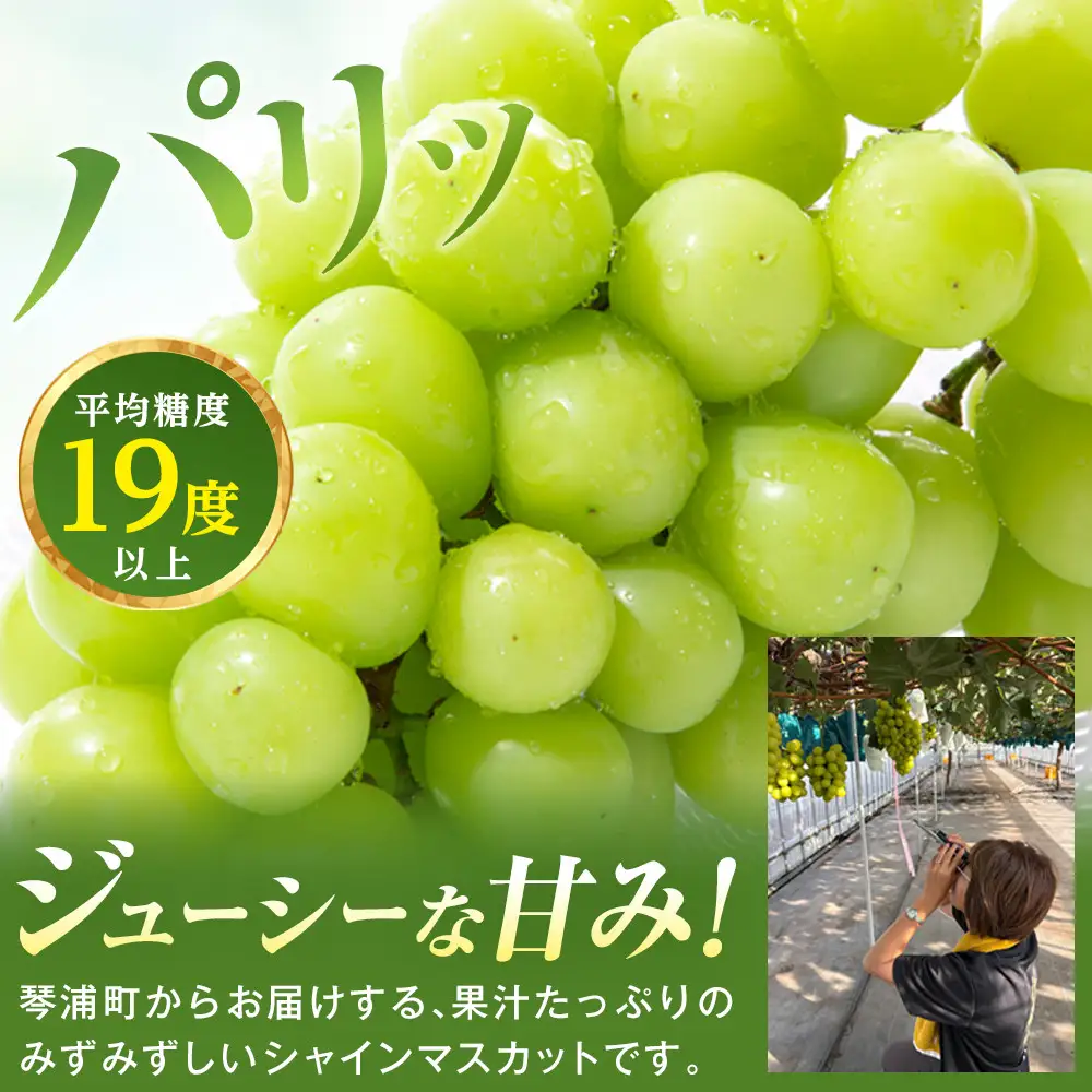 訳あり　琴浦町産シャインマスカット（粒パック）1kg（500g×2）