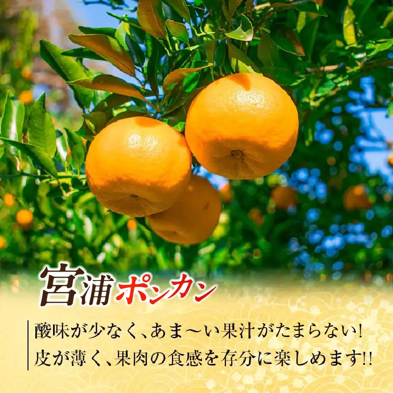 年内発送 訳あり 宮浦 ポンカン 10kg 先行予約 フルーツ_CD105-26