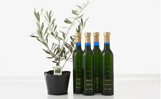 EXV.オリーブオイル　トルトサ1本入箱×4セット＆オリーブの苗木セット