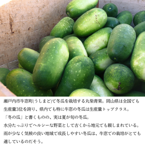 冬瓜 （ とうがん ）約10kg 冬瓜