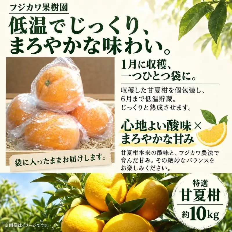 甘夏柑 低温貯蔵 約10kg みかん 香川県産 国産 柑橘 フリーサイズ M～L フジカワ果樹園 藤川果樹園 果実 中晩柑 柑橘類 フルーツ 果物 くだもの 蜜柑 ミカン マーマレード ギフト 贈り物 贈答用 手土産 お取り寄せ 香川県 観音寺市