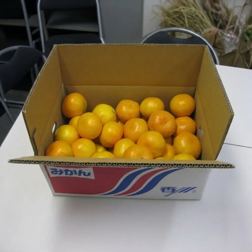 温州みかん 約5kg 果物類 柑橘類 フルーツ ミカン くだもの