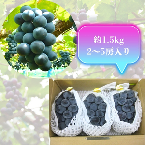 大粒 ピオーネ 約1.5kg ぶどう  フルーツ 果物 