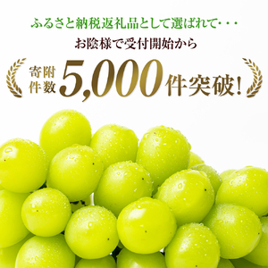シャインマスカット 大房 特選 種なし シャインマスカット【約750g 1房】