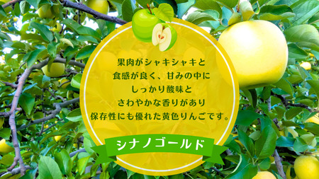 【訳あり】青森りんご田子の家庭用シナノゴールド 約10kg （1月出荷）