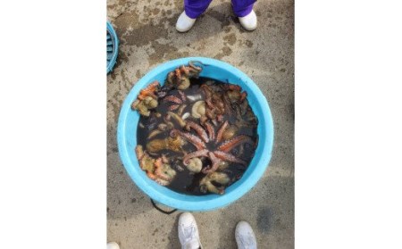 漁師がお届け たっぷり 冷凍 生 真だこ 1.5kg 