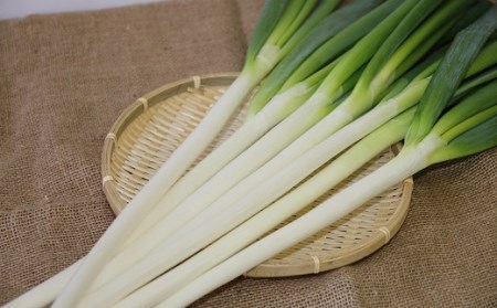 軟白長ねぎ　6kg【AS-002】