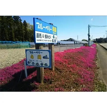 【先行受付】ブルーベリー生果 280g x 4パック 『大粒・完熟』〈6～8月出荷〉【配送不可地域：離島】【1112401】