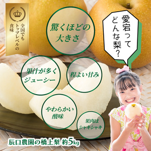 【先行予約】令和8年発送 /辰口農園の橋上梨約5kg(品種:愛宕)_1303R