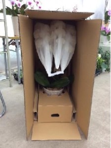 胡蝶蘭 白 3本立 ３６輪以上 H042-012