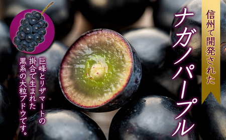 ナガノパープル 2kg 3～5房 ぶどう ナガノパープル