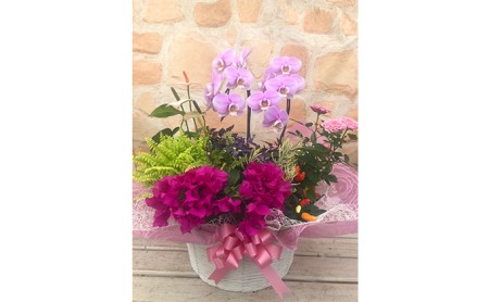 胡蝶蘭 花 寄せ植え 鉢植え 花 植物