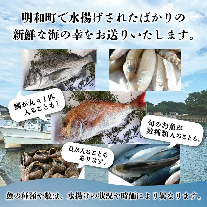伊勢湾直送 なにが届くかな 明和の海産ガチャ Lサイズ 魚 貝 干物 海藻 新鮮 海鮮 海産 直送 海 漁師 おまかせ 旬 季節 お楽しみ 選べる内容量 J33