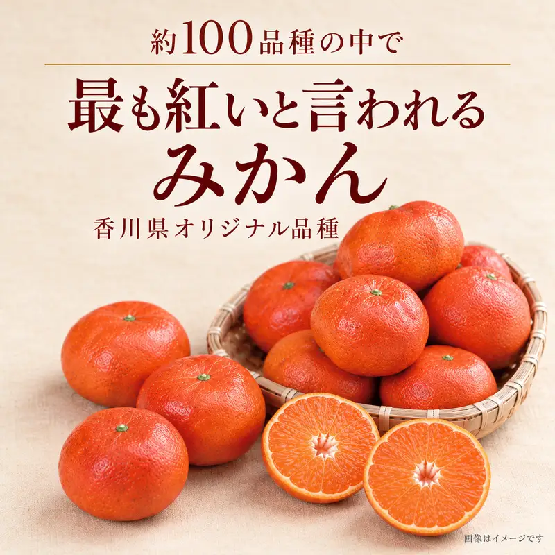 小原紅早生みかん「金時紅」約3kg  ミカン 柑橘 糖度11度 甘い 果物類 柑橘類 フルーツ 蜜柑 くだもの