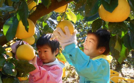土佐文旦 5kg家庭用 西尾農園