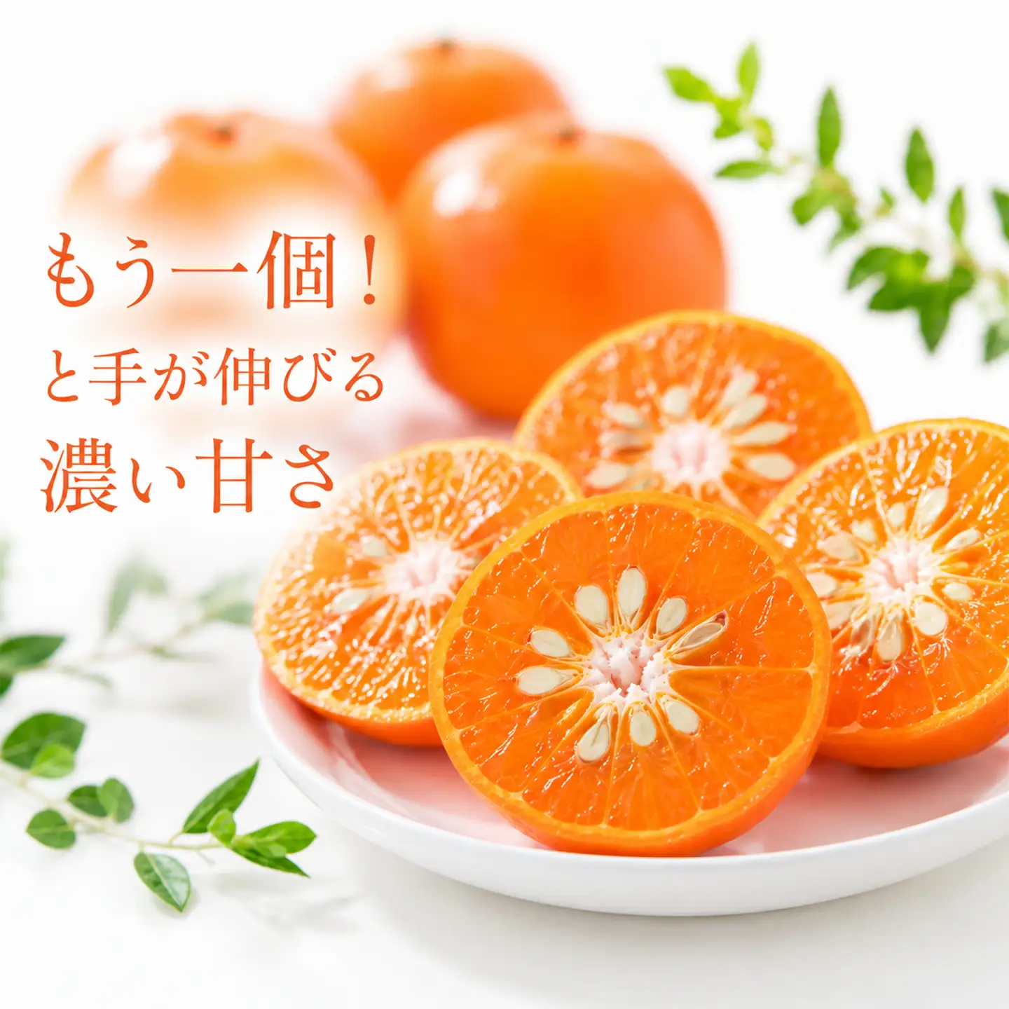 アンコール 2.5kg 特選 甘い 柑橘 2027年発送 先行予約 ／ 野菜ソムリエ石児さんの「アンコール 2.5kg」＜103-021＞