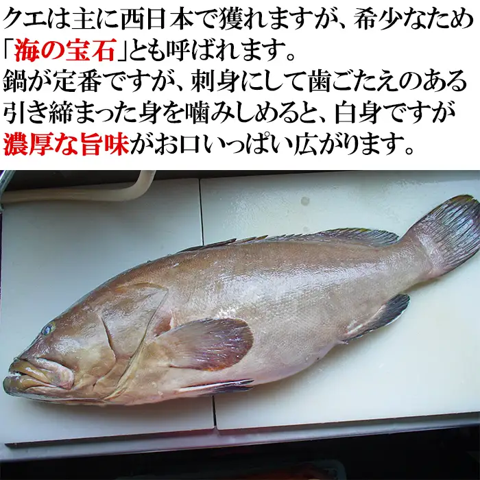[冷凍] 高級魚くえ 料理セット 2人前 【大分水産】 海鮮 刺身 鍋 九州 大分県 ＜104-038＞