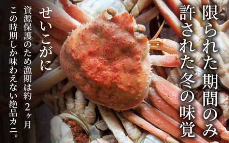 【先行予約】せいこがに 約150g以上×5杯【11月～12月発送】 日本海 直送