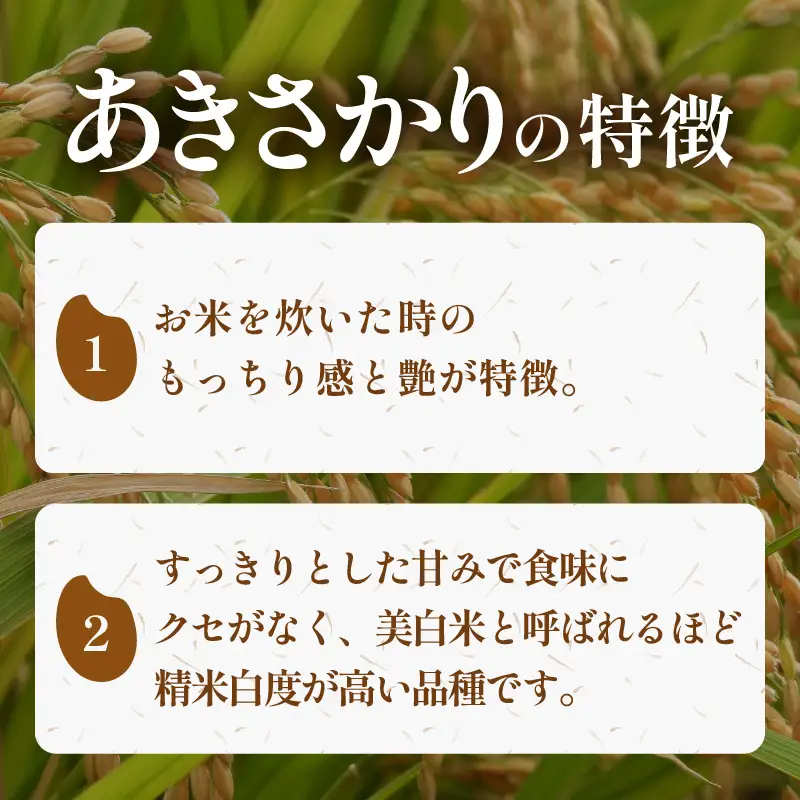 【令和8年産】特別栽培米 あきさかり 10kg 無洗米 低農薬 《こだわり極上無洗米》  / 福井県 あわら 北陸 米 お米 人気 [aw032-b009]