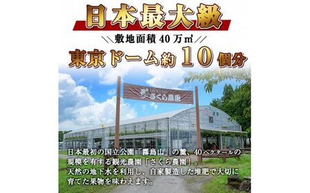 A-138 ＜期間限定！2026年8月中旬～10月上旬の間に発送予定＞梨詰め合わせ(約2.5kg前後)【さくら農園】なし 梨 豊水 フルーツ 果物 期間限定