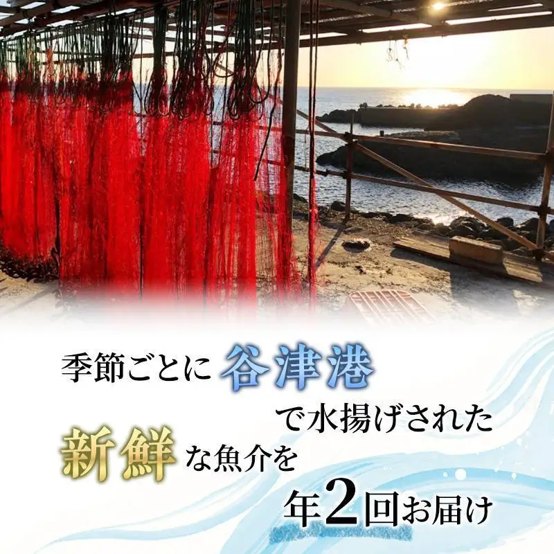 海鮮セット 年2回 定期便 アワビ 伊勢海老 刺身 海鮮セット